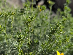 Lotus campylocladus, photograph (c) Elias, some rights reserved (CC BY)