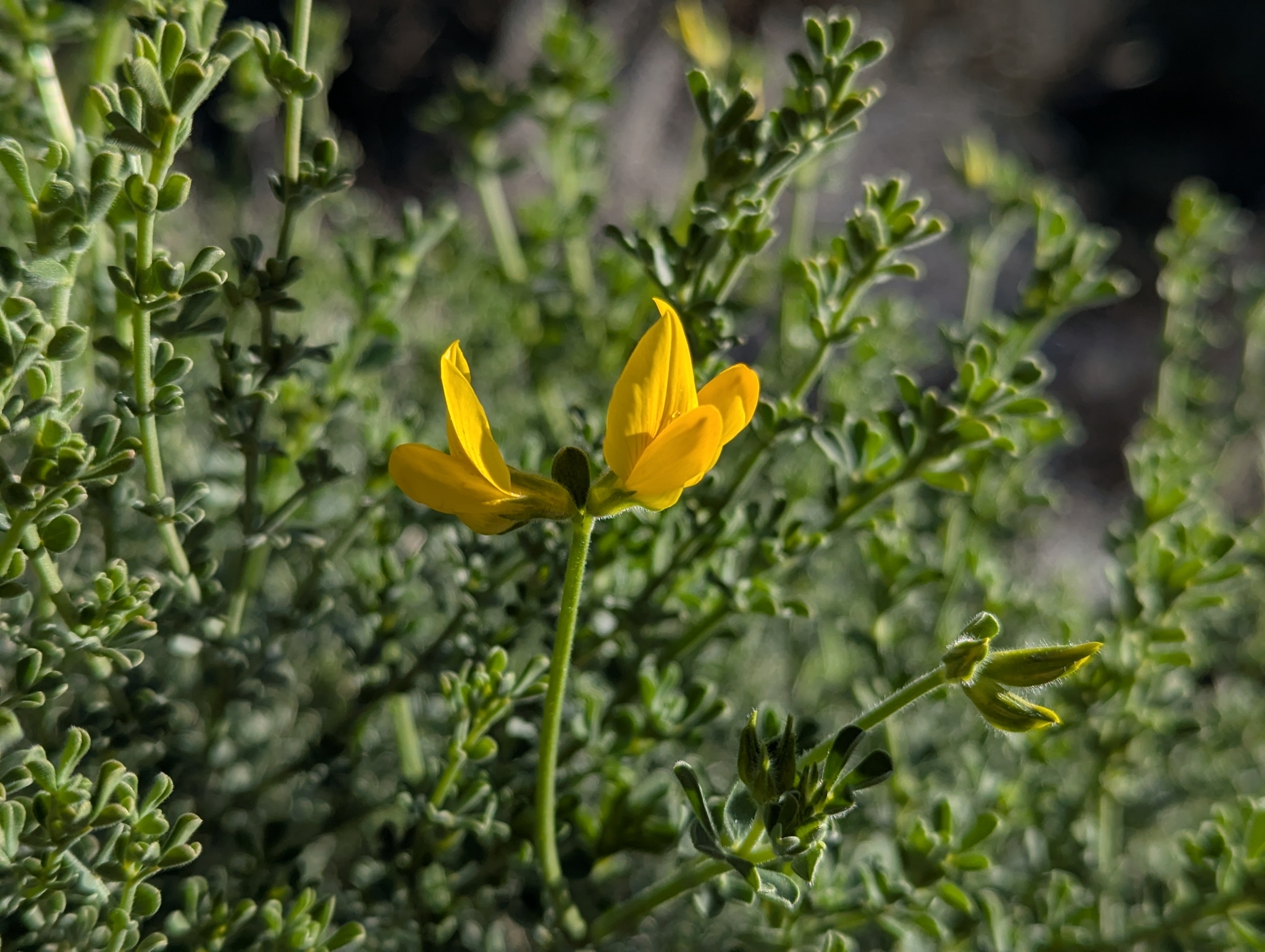 Lotus campylocladus