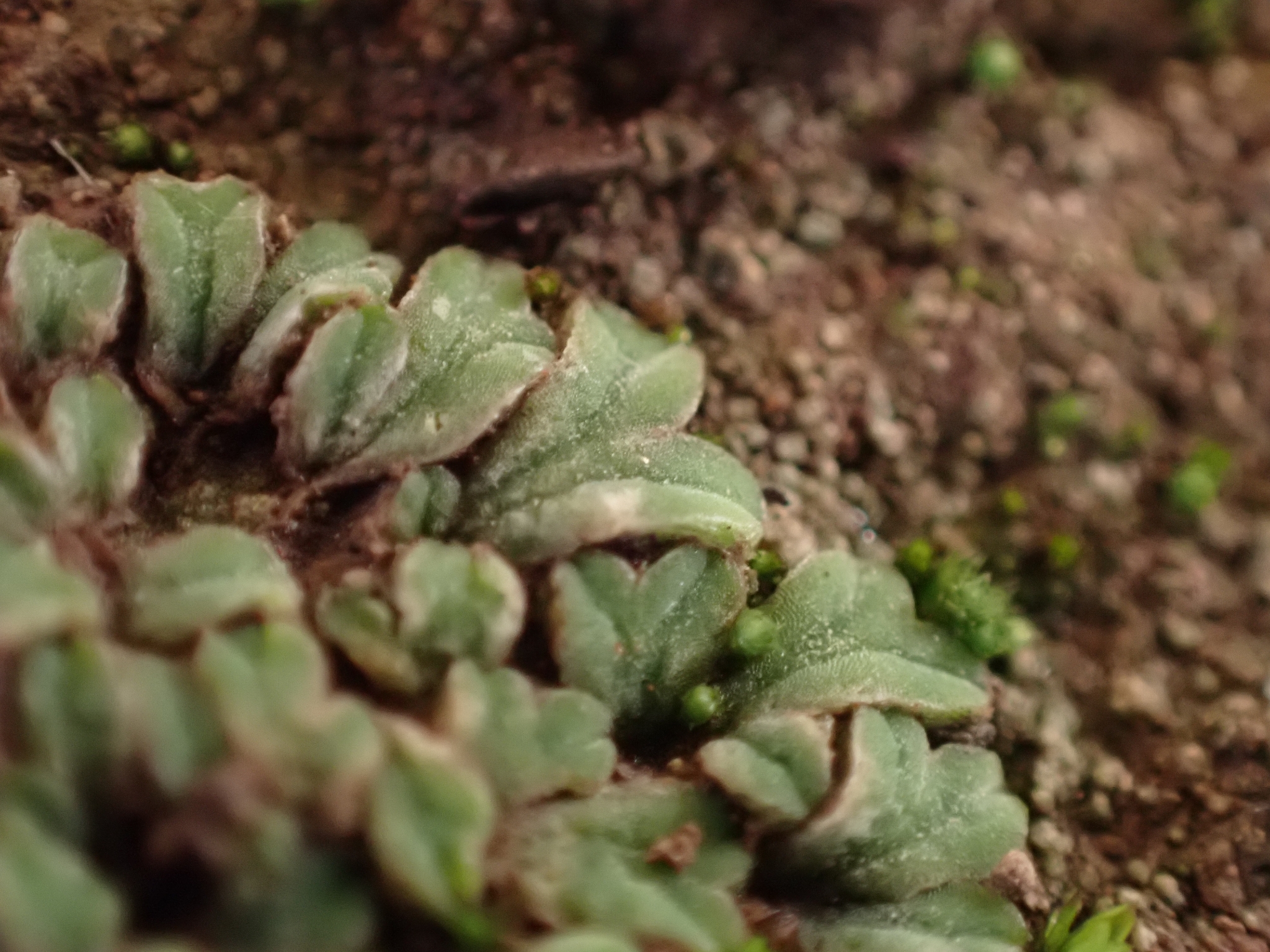 Riccia sorocarpa