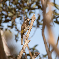 Purnella albifrons