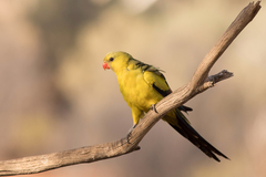 Polytelis anthopeplus