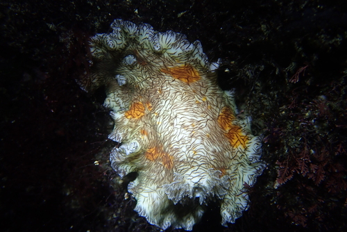 Platydoris cruenta observed 2026-01-04