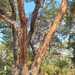 Acacia pilispina