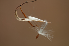 Vincetoxicum hirundinaria