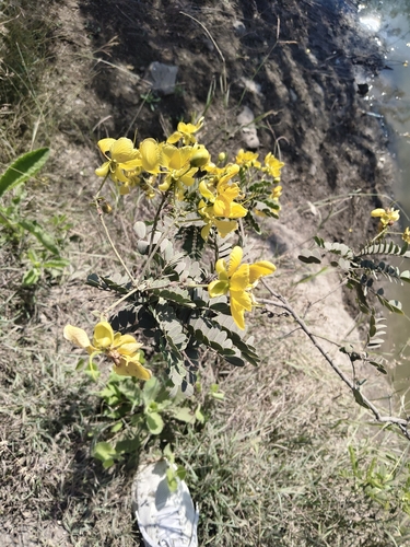 matura tea tree