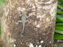Anolis conspersus