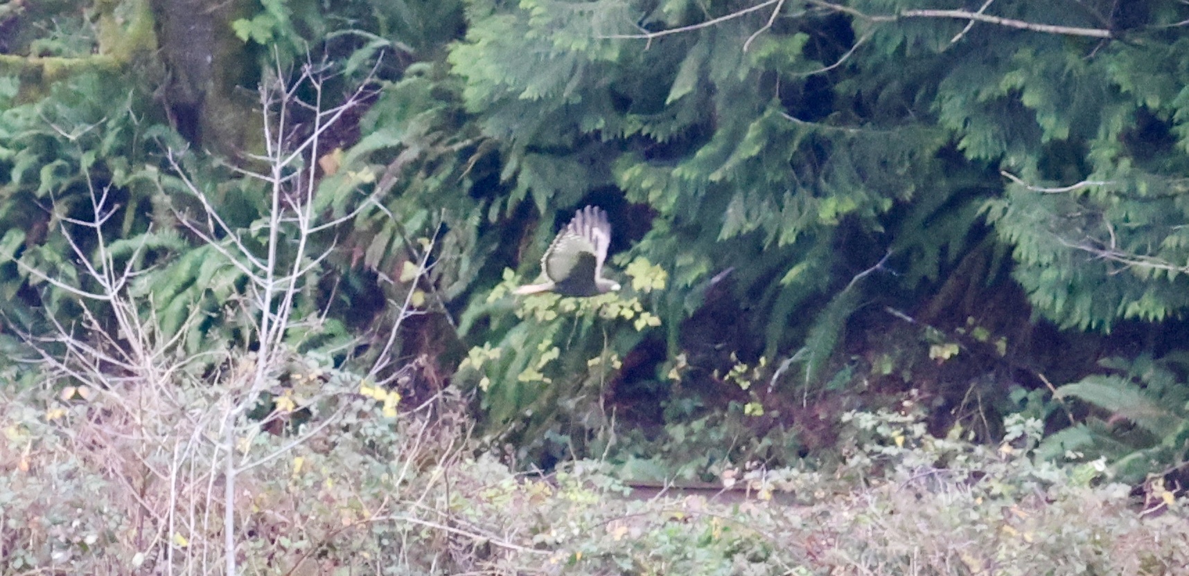 Buteo jamaicensis (Gmelin, 1788)