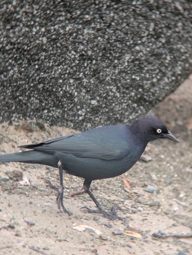 Brewer's Blackbird (Euphagus cyanocephalus)