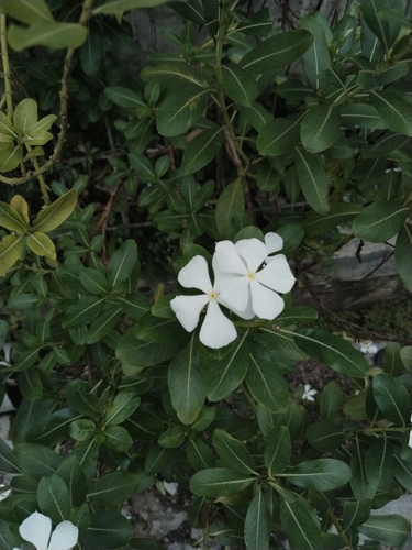 Catharanthus roseus