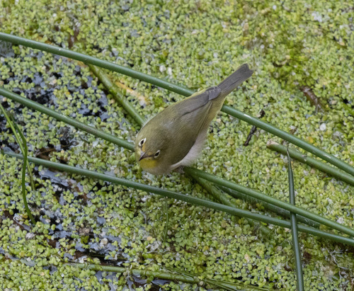 Abyssinian White-eye (Zosterops abyssinicus), photo 5