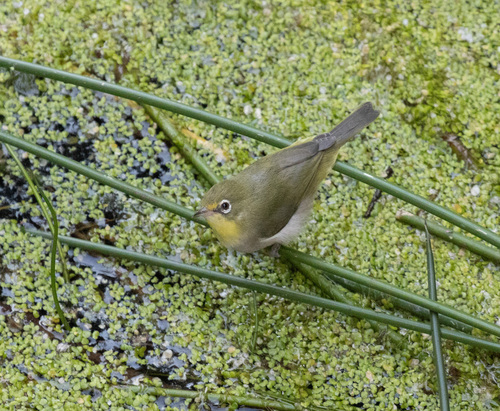Abyssinian White-eye (Zosterops abyssinicus), photo 6