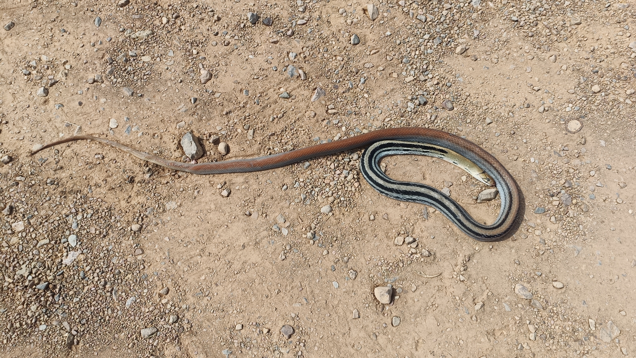 Coelognathus radiatus (Boie, 1827)