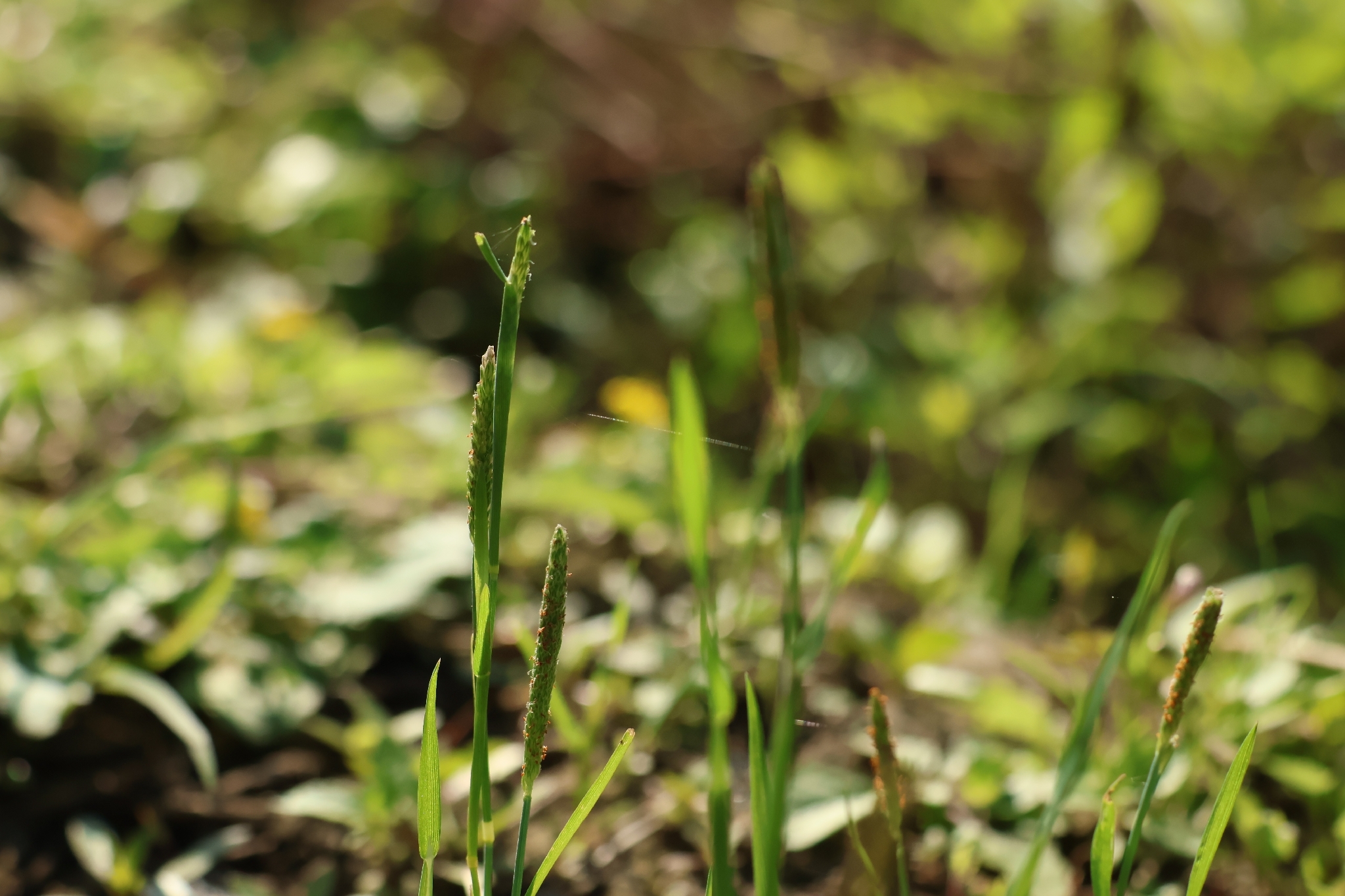Short-awn foxtail