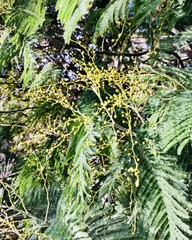 Acacia dealbata