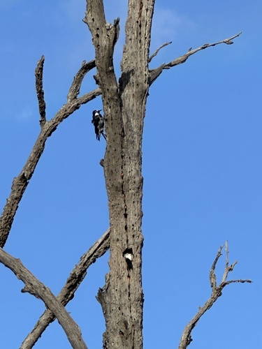 Acorn Woodpecker (Melanerpes formicivorus), photo 8
