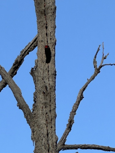 Acorn Woodpecker (Melanerpes formicivorus), photo 9