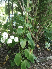 Cardiocrinum giganteum