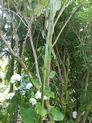 Cardiocrinum giganteum