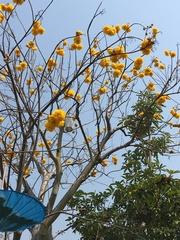 Bixaceae