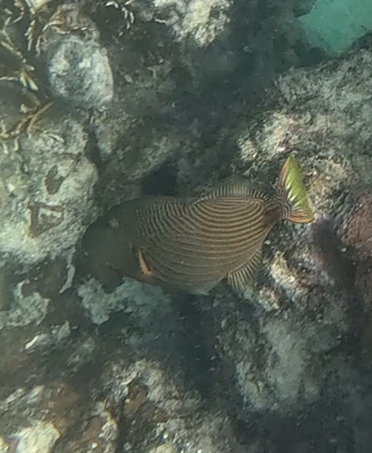 Leatherjacket (Balistapus undulatus) — Balistidae