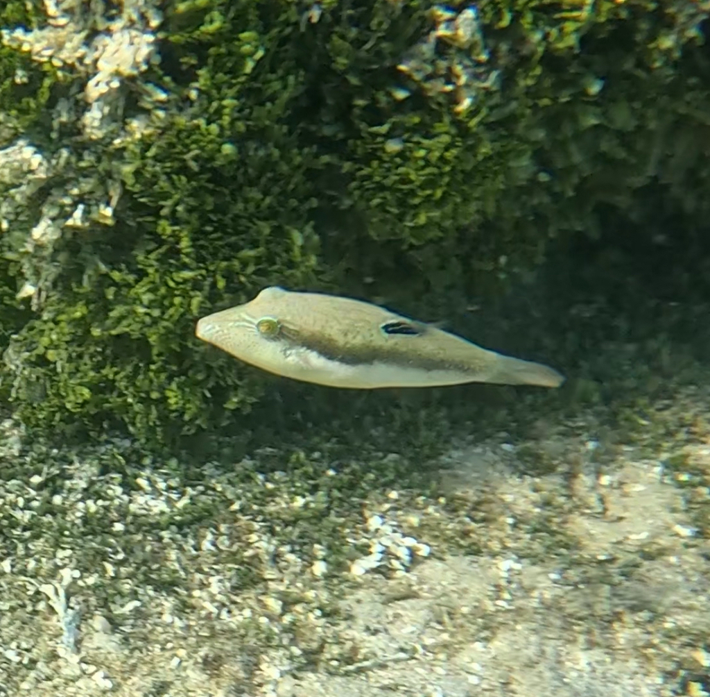 Bennetti's sharpnose puffer (Canthigaster bennetti) — Tetraodontidae