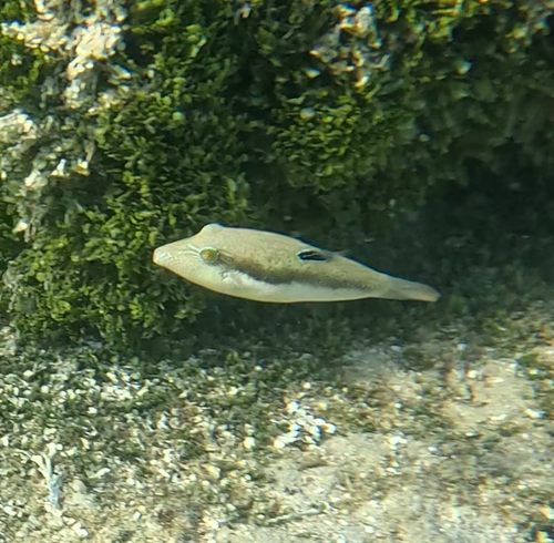 Bennetti's sharpnose puffer (Canthigaster bennetti) — Tetraodontidae