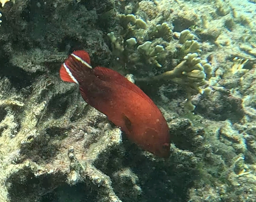 Banded-tail coral-cod (Cephalopholis urodeta) — Serranidae