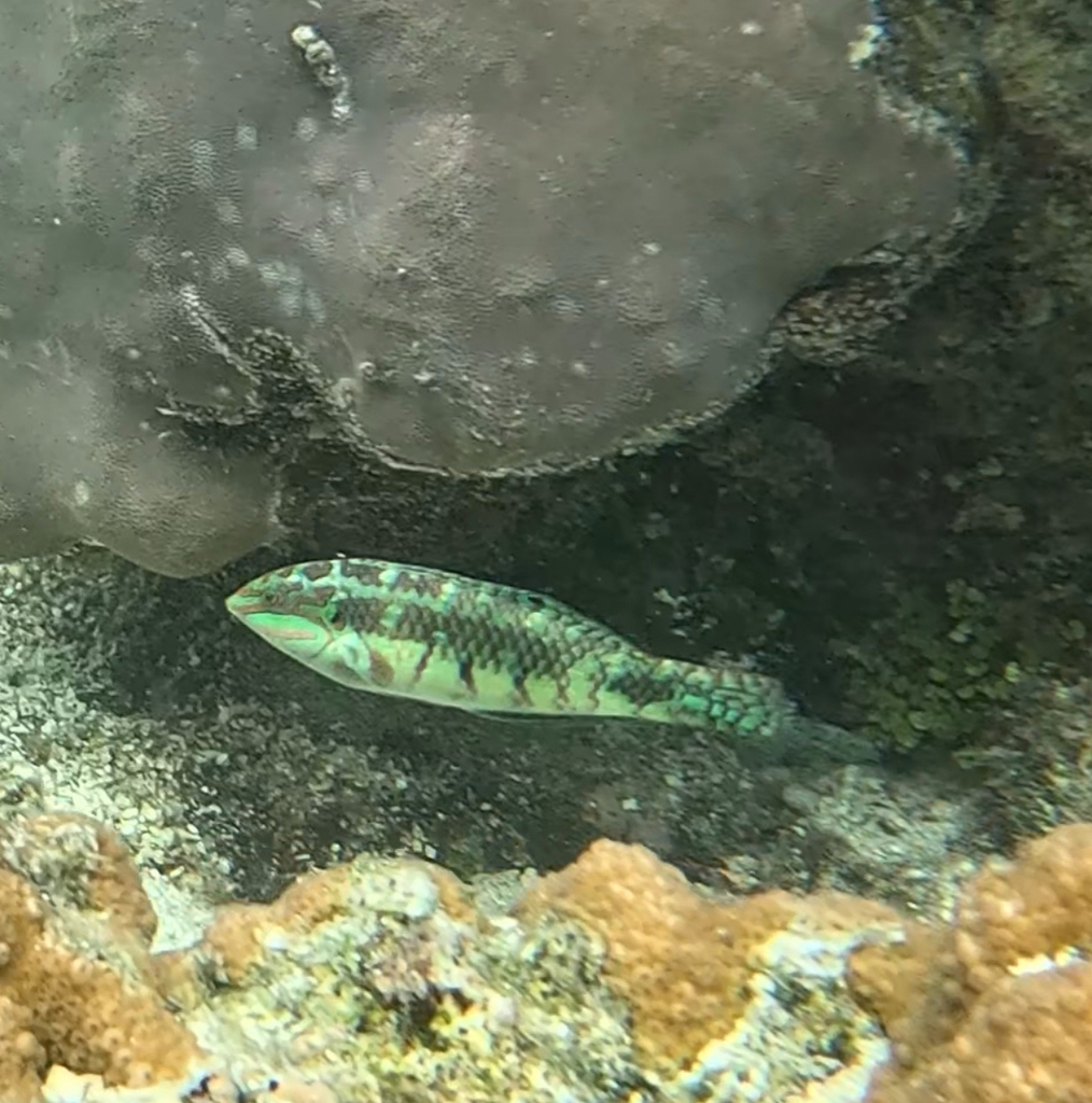 Labayan (Halichoeres margaritaceus) — Labridae