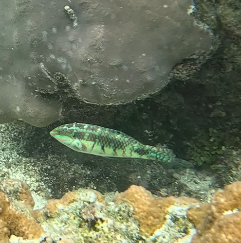 Labayan (Halichoeres margaritaceus) — Labridae