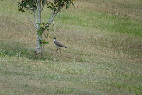 Masked Lapwing (Vanellus miles)