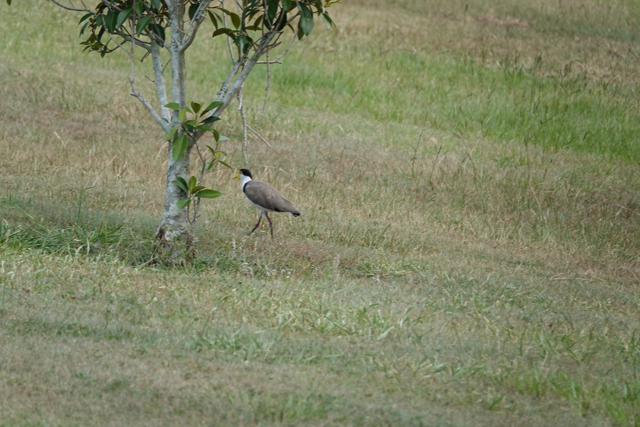 Masked Lapwing (Vanellus miles), photo 1
