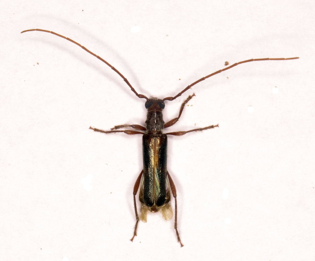 Ossibia