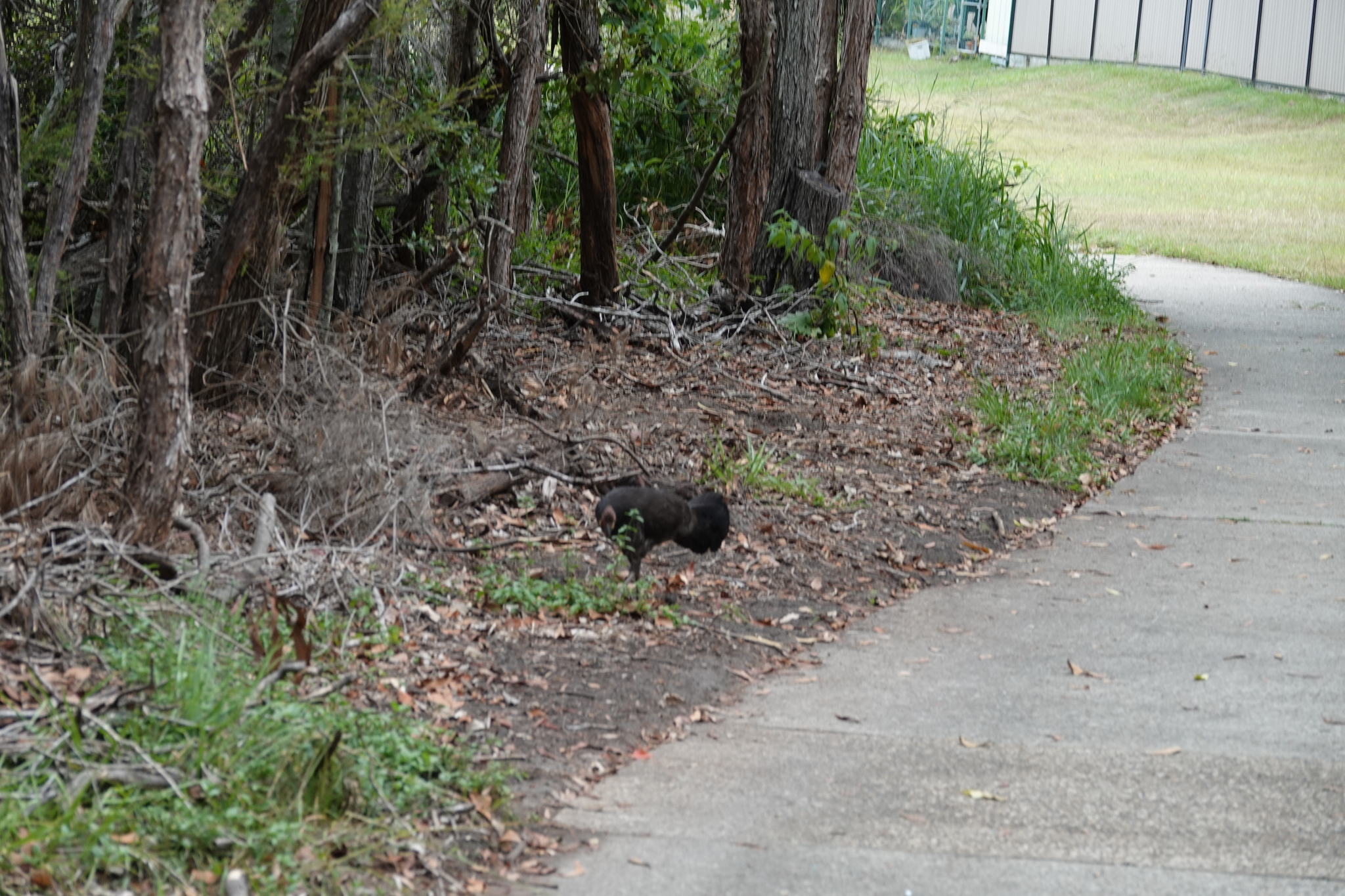 Australian Brushturkey (Alectura lathami), photo 7