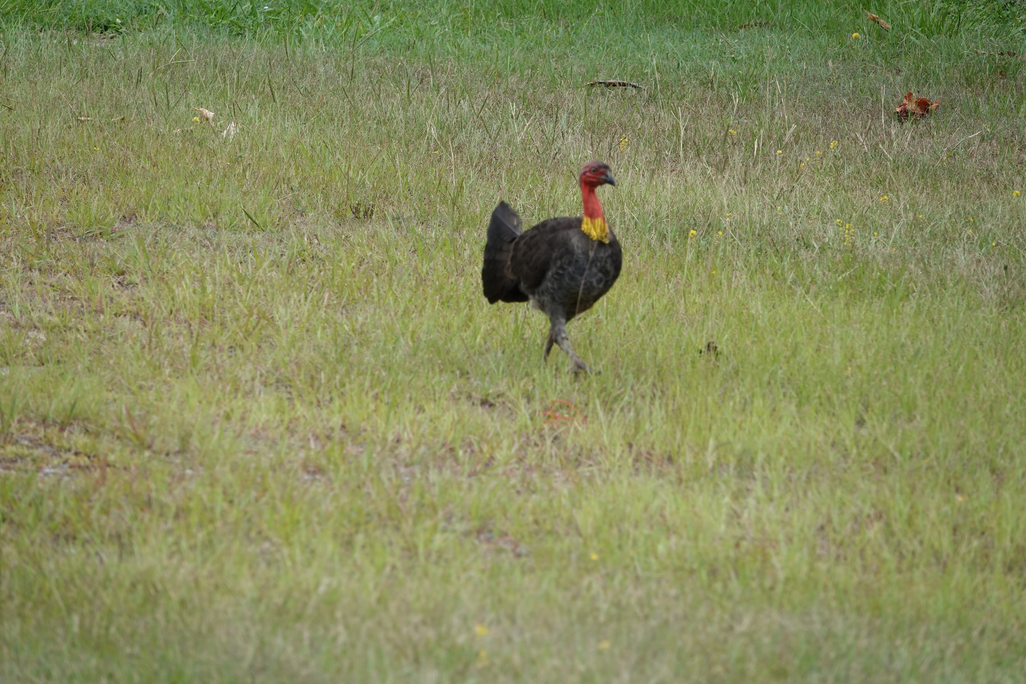 Australian Brushturkey (Alectura lathami), photo 8