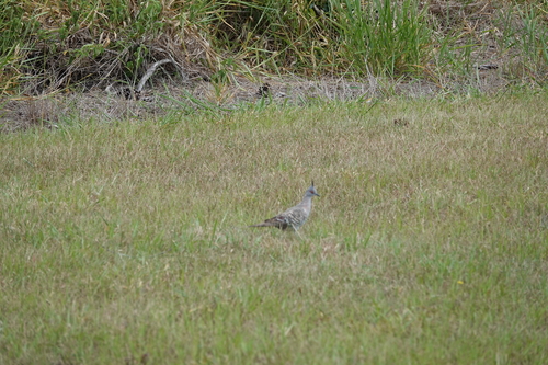 Crested Pigeon (Ocyphaps lophotes), photo 7