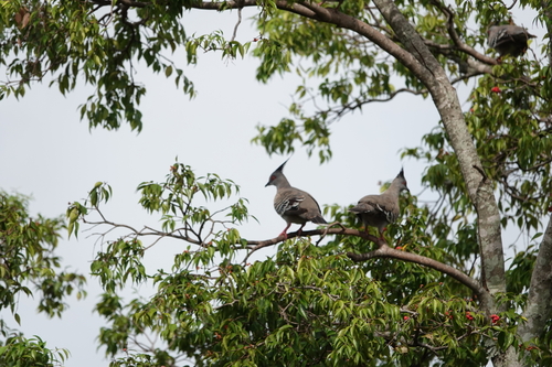 Crested Pigeon (Ocyphaps lophotes), photo 2