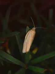 Clepsis leucaniana