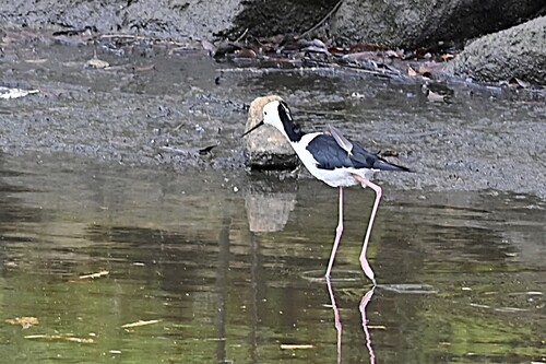 Pied Stilt (Himantopus leucocephalus), photo 8