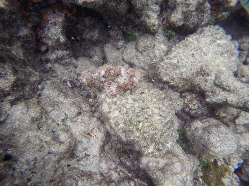 Scorpaenopsis possi observed 2025-01-05