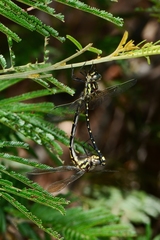 Eusynthemis virgula