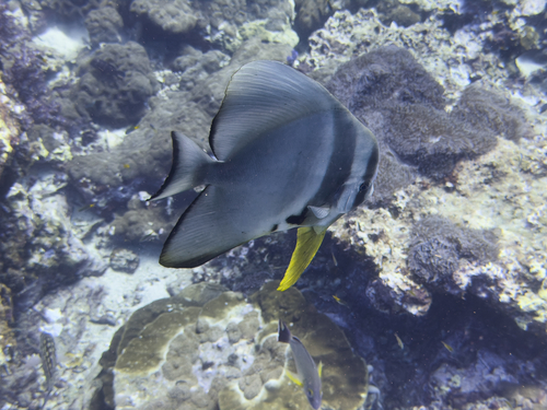 Platax teira