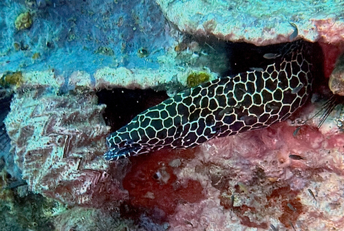 Gymnothorax favagineus