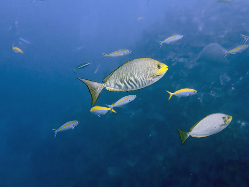 Siganus javus