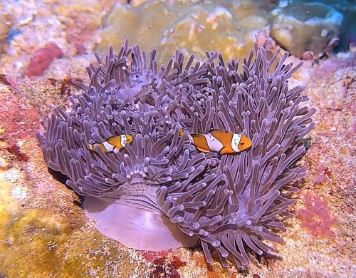 Amphiprion ocellaris