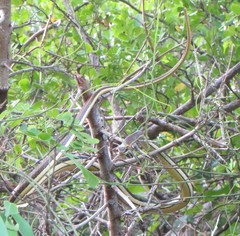Psammophis orientalis