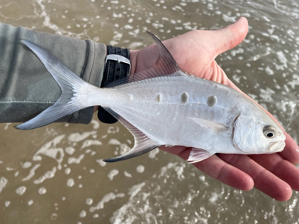 Grootvlek-dart (Trachinotus botla) — Carangidae