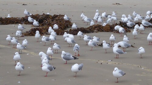 Silver Gull (Chroicocephalus novaehollandiae), photo 4