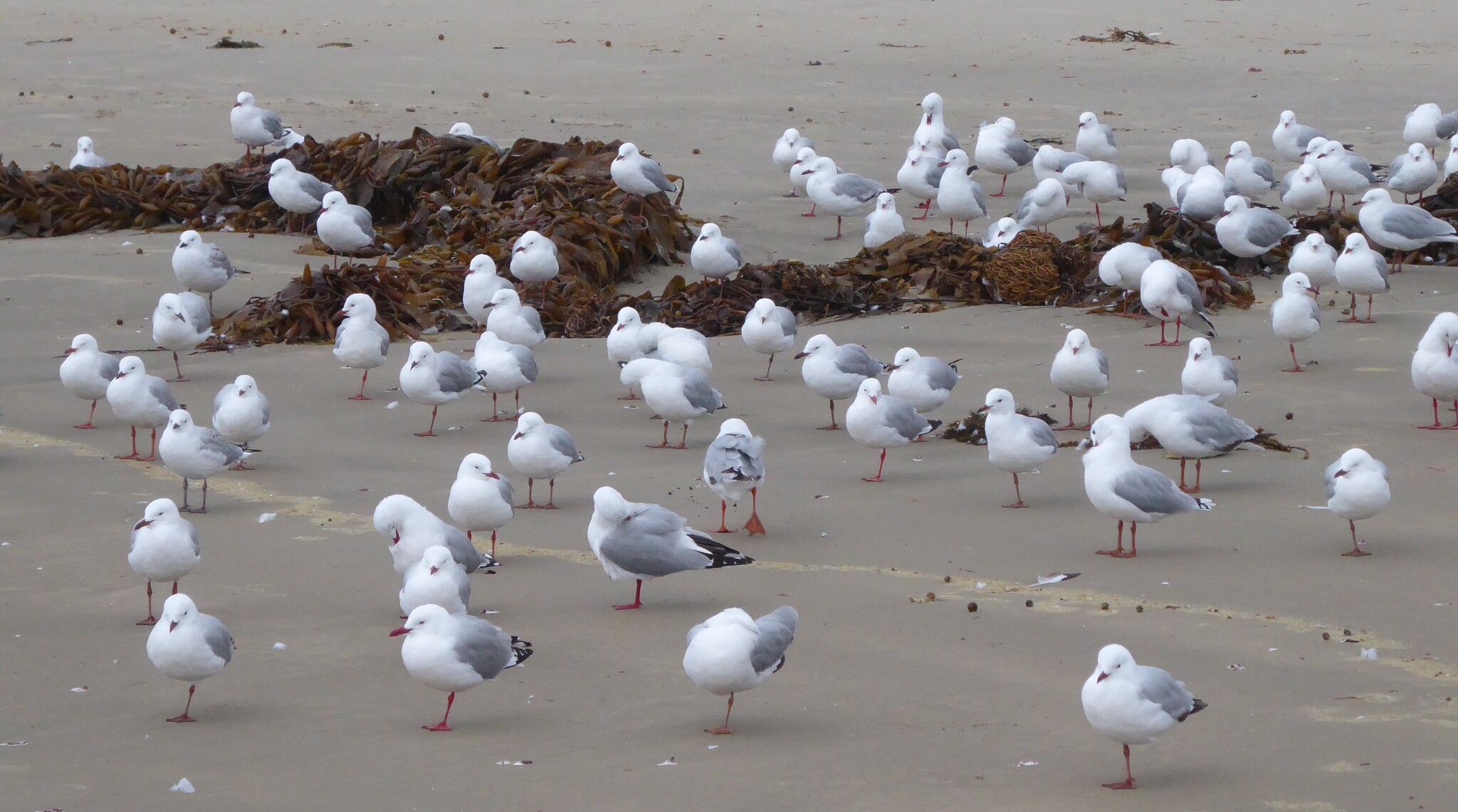 Silver Gull (Chroicocephalus novaehollandiae), photo 5