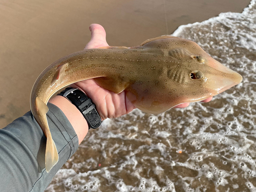 Guitarfish (Acroteriobatus annulatus) — Rhinobatidae — 2