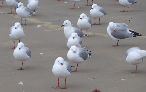 Silver Gull (Chroicocephalus novaehollandiae), photo 5